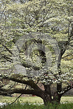 Dogwood Tree in Quitman Texas