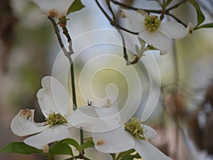 Dogwood Tree with several Blooms