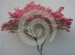 Dogwood tree with showy and bright pink biscuit-shaped flowers and green leaves on white wood background