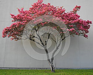 Dogwood tree with showy and bright pink biscuit-shaped flowers and green leaves on white wood background