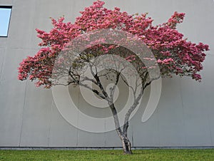 Dogwood tree with showy and bright pink biscuit-shaped flowers and green leaves on white wood background
