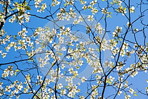 Dogwood tree white blossom at springtime in park. Spring natural background
