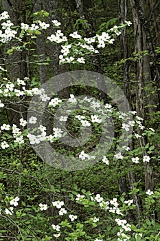 Dogwood Trees are in bloom along a mountainous road.