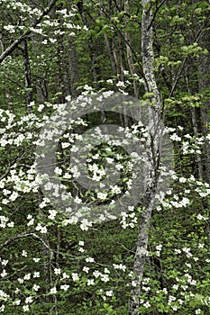 Dogwood Trees are in bloom along a mountainous road.