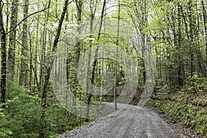 Dogwood Trees are in bloom along a mountainous road.