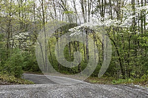 Dogwood Trees are in bloom along a mountainous road.