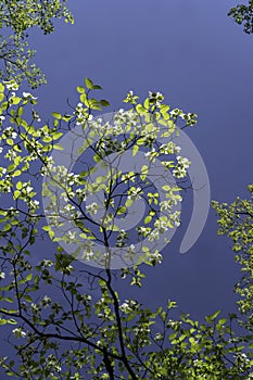 Dogwood Trees are in bloom along a mountainous road.