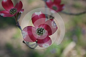 Dogwood Trees on Ruth Park Golf Course 2020 V