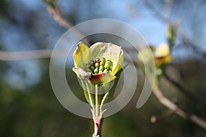 Dogwood Trees on Ruth Park Golf Course 2020 VII