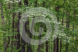 Dogwood trees with spring bloom in the forest