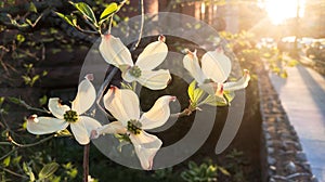 Dogwoods in the afternoon sun