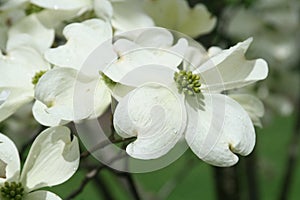 Dogwoods in Bloom 2023 VI