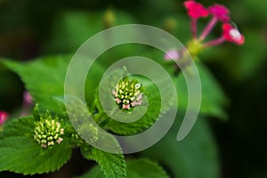 Dogwoods flower with water rain drops photo