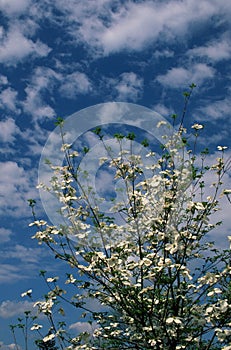 Dogwoods reaching into the clouds.