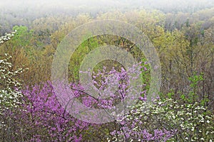 Dogwoods and Redbuds in Bloom Cumberland Falls