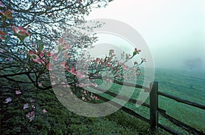 Dogwoods and split rail fence in spring fog, Monticello, Charlottesville, VA