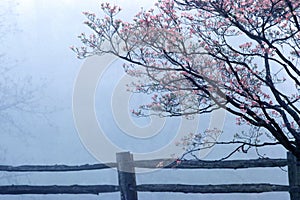 Dogwoods and split rail fence in spring fog, Monticello, Charlottesville, VA