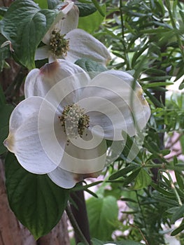 Dogwoods in the spring