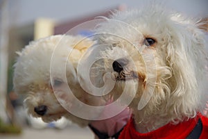 The dogÃ¯Â¼Åwhite pet dog.