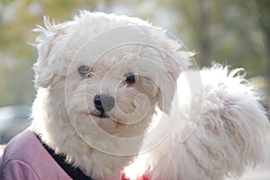 The dogÃ¯Â¼Åwhite pet dog.