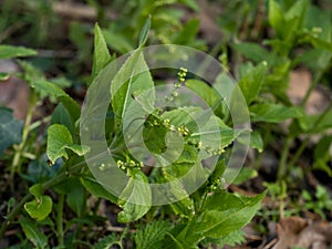 Dogâ€™s Mercury wild plant