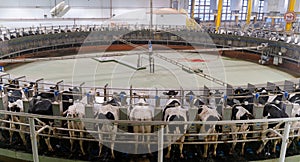 Doha, Qatar- March 03,2022 : Multiple cows at smart milking machine at a dairy farm