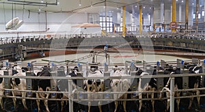 Doha, Qatar- March 03,2022 : Multiple cows at smart milking machine at a dairy farm