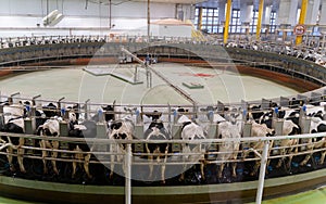 Doha, Qatar- March 03,2022 : Multiple cows at smart milking machine at a dairy farm