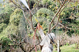 At Doi Ang Khang Chaing Mai Unidentified gardener spraying an insecticide a fertilizer to his plant