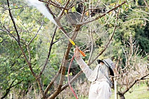 At Doi Ang Khang Chaing Mai Unidentified gardener spraying an insecticidefertilizer to his plant