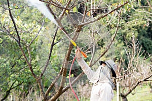 At Doi Ang Khang Chaing Mai Unidentified gardener spraying an insecticidefertilizer to his plant photo