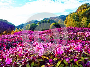 Doi Inthanon, Chom Thong, Chiang photo