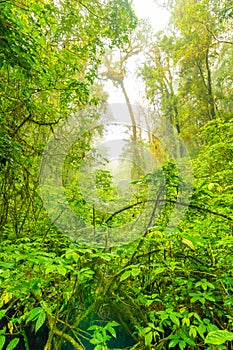 Doi Inthanon nature park, Thailand. Tropical rainforest with fresh green trees and plants. Shortly after rain, fog in the far.