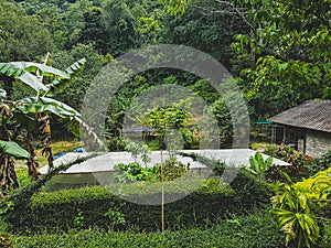 Doi oui research station plant nature growing outside palm garden north chiang mai mountain thailand green rain forest