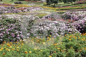 Mae Fah Garden photo