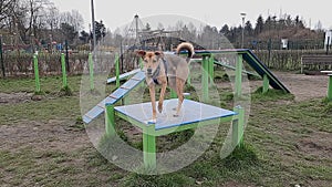 Doing dog agility trick pause table. Slow motion video.