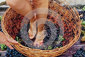 Doing wine ritual,Female feet crushing ripe grapes in a bucket to make wine after harvesting grapes photo