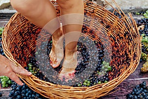 Doing wine ritual,Female feet crushing ripe grapes in a bucket to make wine after harvesting grapes