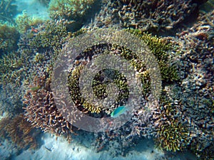 Doini Island, Papua New Guinea.