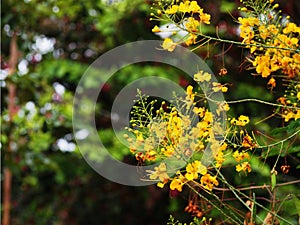 Dok khou Lao flowers