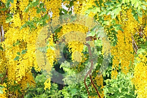 Dok Koon Thai word, yellow flower of songkran festival, Background of yellow gold flower blossom