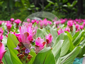 Dok krachiao blooming or Siam-Tulip flowers.