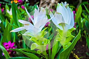 Dok Krachiao Field - Orange Siam Tulip