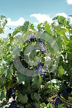 Closeup of Dolcetto grapes on vine in New Mexico