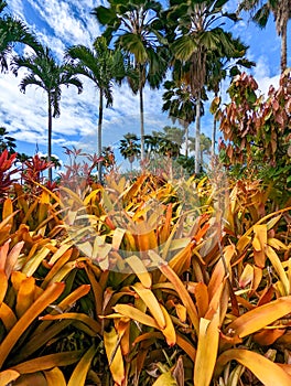 Dole pineapple plantation in Wahiawa, Oahu, Hawaii, USA