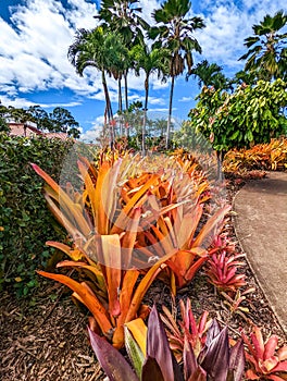 Dole pineapple plantation in Wahiawa, Oahu, Hawaii, USA