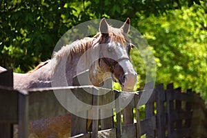 Doleful Gaze From Fenced in Horse