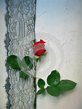 Smutný růže 