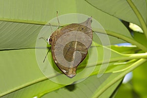 Doleschallia bisaltide, Autumn leaf butterfly