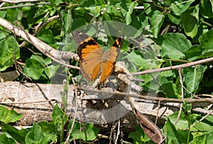 Doleschallia bisaltide or autumn leaf butterfly on Yanuca Island